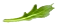 A rocket leaf
